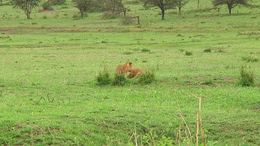Lion cubs in Serengeti NP, Tanzania