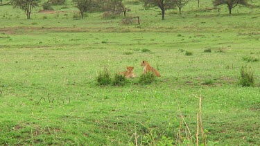 Lion cubs in Serengeti NP, Tanzania