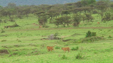 Lion cubs in Serengeti NP, Tanzania