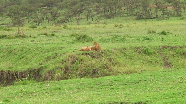 Lion cubs in Serengeti NP, Tanzania