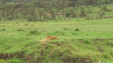 Lion cubs in Serengeti NP, Tanzania