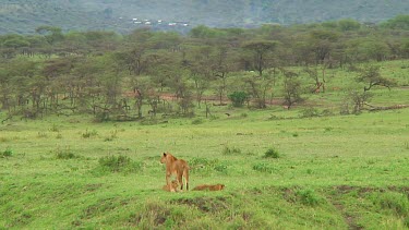Lion cubs in Serengeti NP, Tanzania