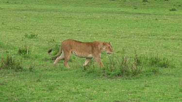 Lioness in Serengeti NP, Tanzania