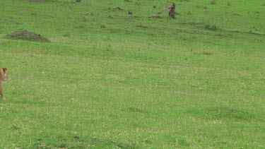 Lioness in Serengeti NP, Tanzania