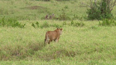 Lioness in Serengeti NP, Tanzania