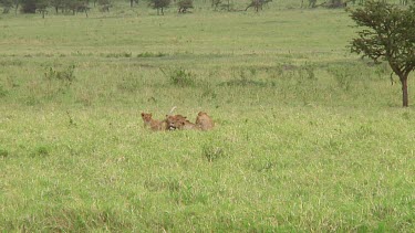 Lion cubs in Serengeti NP, Tanzania