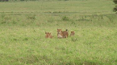 Lion cubs in Serengeti NP, Tanzania