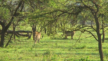 Lion cubs in Serengeti NP, Tanzania