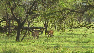 Lion cubs in Serengeti NP, Tanzania