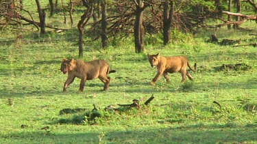 Lion cubs in Serengeti NP, Tanzania