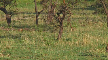 Lion cubs in Serengeti NP, Tanzania