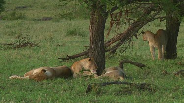 Lion pride in Serengeti NP, Tanzania