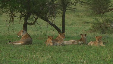 Lion pride in Serengeti NP, Tanzania