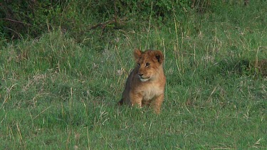 Lion cubs in Serengeti NP, Tanzania