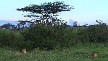 Lion cubs in Serengeti NP, Tanzania