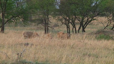 Lions in Serengeti NP, Tanzania