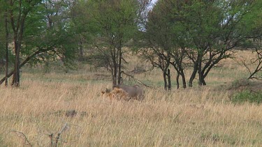 Lions in Serengeti NP, Tanzania