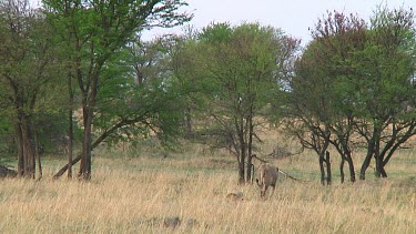 Lions in Serengeti NP, Tanzania