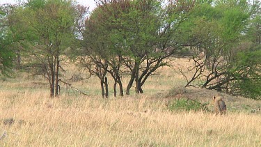 Lions in Serengeti NP, Tanzania