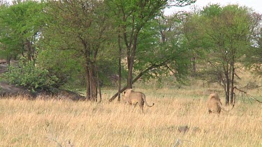 Lions in Serengeti NP, Tanzania