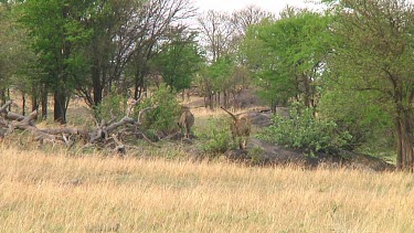 Lions in Serengeti NP, Tanzania