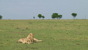 Lions in Serengeti NP, Tanzania