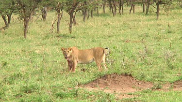 Lioness in Serengeti NP, Tanzania