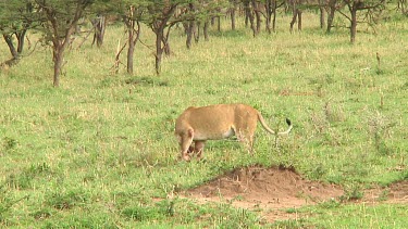 Lioness in Serengeti NP, Tanzania