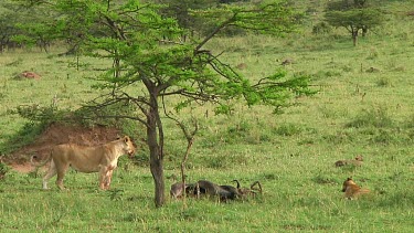 Lioness in Serengeti NP, Tanzania