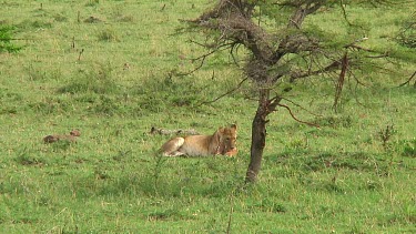 Lioness with cibs in Serengeti NP, Tanzania