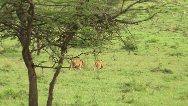 Lioness with cibs in Serengeti NP, Tanzania