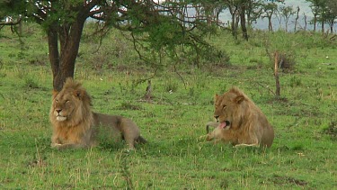 Lion in Serengeti NP, Tanzania