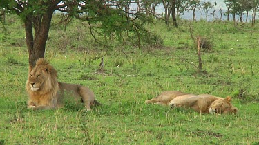 Lion in Serengeti NP, Tanzania