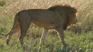 Lion in Serengeti NP, Tanzania