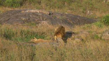 Lion and lioness in Serengeti NP, Tanzania