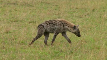 Spotted hyena with kill Serengeti NP, Tanzania