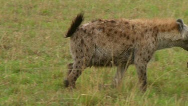 Spotted hyena with kill Serengeti NP, Tanzania