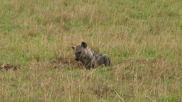 Spotted hyena with kill Serengeti NP, Tanzania
