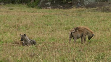 Spotted hyena with kill Serengeti NP, Tanzania