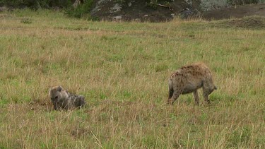 Spotted hyena with kill Serengeti NP, Tanzania