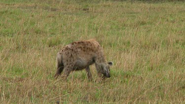 Spotted hyena with kill Serengeti NP, Tanzania