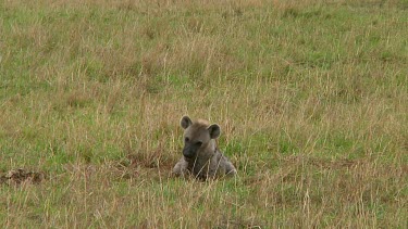 Spotted hyena with kill Serengeti NP, Tanzania