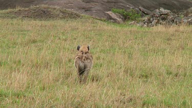 Spotted hyena with kill Serengeti NP, Tanzania