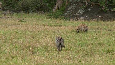Spotted hyena with kill Serengeti NP, Tanzania