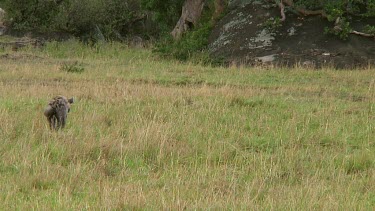 Spotted hyena with kill Serengeti NP, Tanzania
