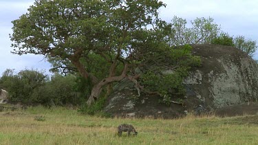 Spotted hyena with kill Serengeti NP, Tanzania