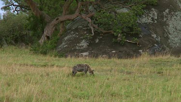 Spotted hyena with kill Serengeti NP, Tanzania