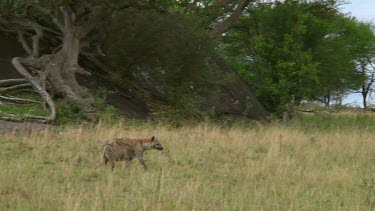 Spotted hyena in Serengeti NP, Tanzania