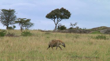 Spotted hyena in Serengeti NP, Tanzania