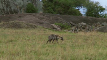 Spotted hyena in Serengeti NP, Tanzania